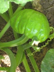 七叶瓜怎么切片吃视频,轻松解锁美味新方式